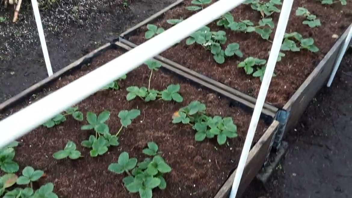 How To Create A Simple Framework From Dumped/Fly Tip Grow Tents To  Protect Our 🍓 Strawberries 🍓