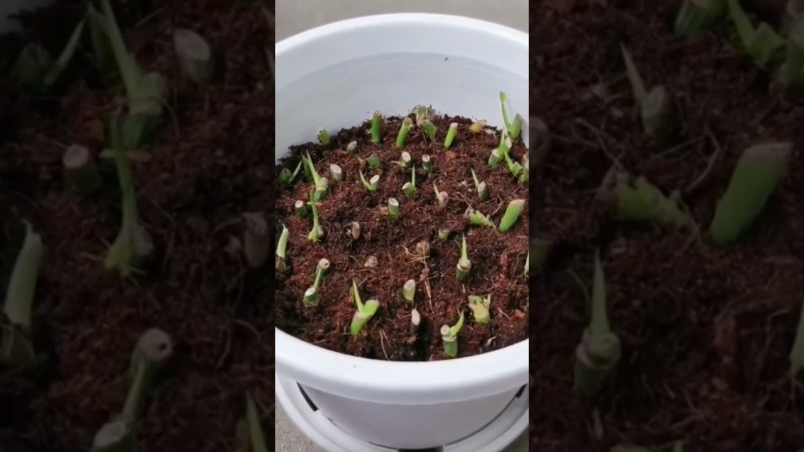 How to Grow Money Plants – Tips for a Healthy and Successful Plant Garden #plants #shorts #gardening How to Grow Money Plants - Tips for a Healthy and Successful Plant Garden #plants #shorts #gardening