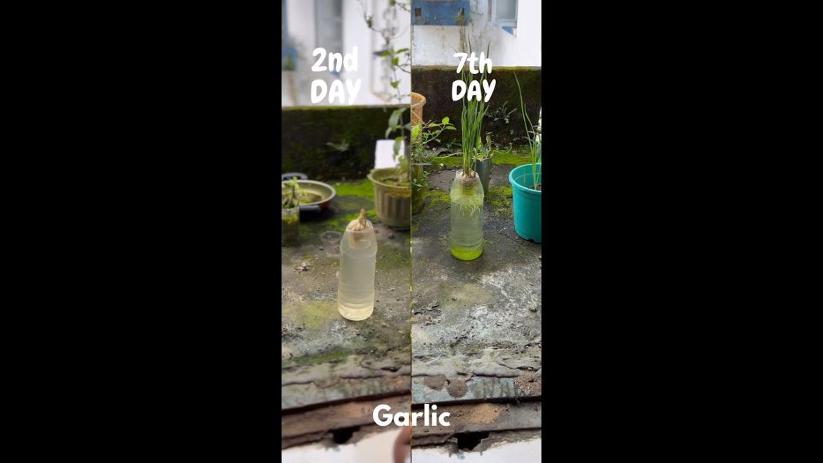 Grow garlic | लहसुन उगाए बहुत ही आसानी से | garlic planting