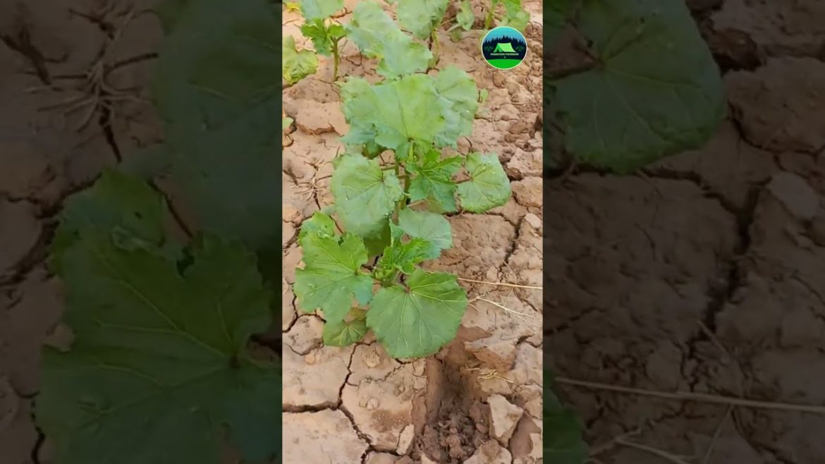 Home Made Garden | How To Grow Vegetables At Home 7 #youtubeshorts #youtubevideo #shorts