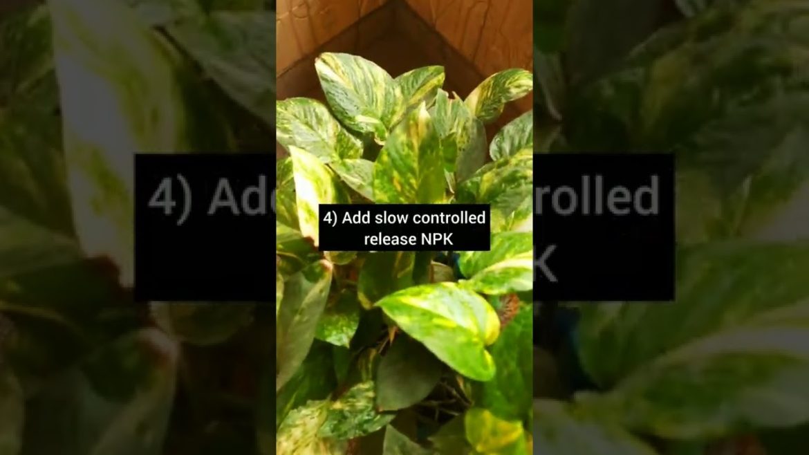 5 Tips & Tricks to make Pothos Bushy I Money Plant Tips I Easy Gardening with Chandana 5 Tips & Tricks to make Pothos Bushy I Money Plant Tips I Easy Gardening with Chandana