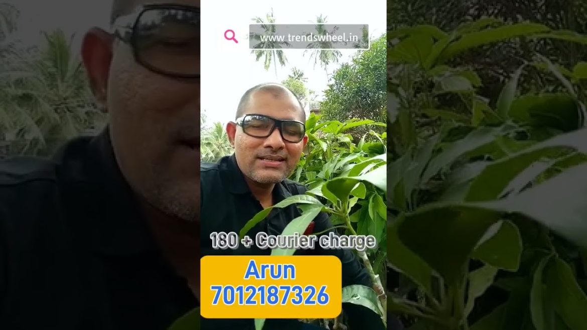 Thailand Catimon Mango Plant Malayalam Kattimon Mango Trends Wheel