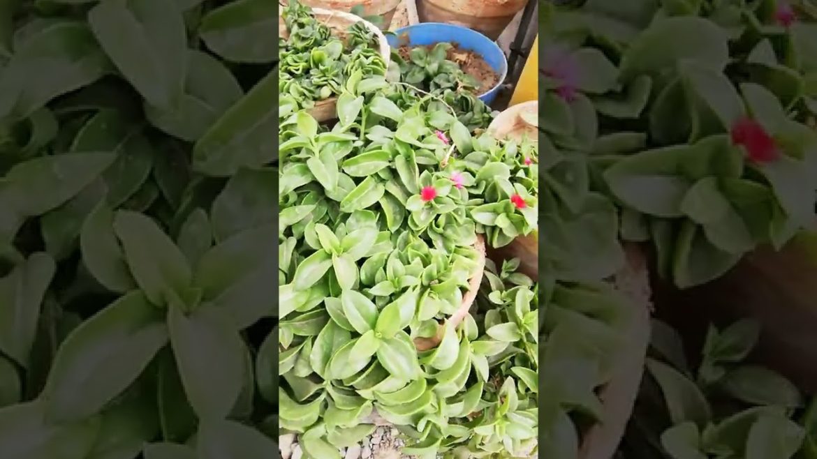 My Small Beautiful Home Garden Raining In My Backyard #shorts #garden