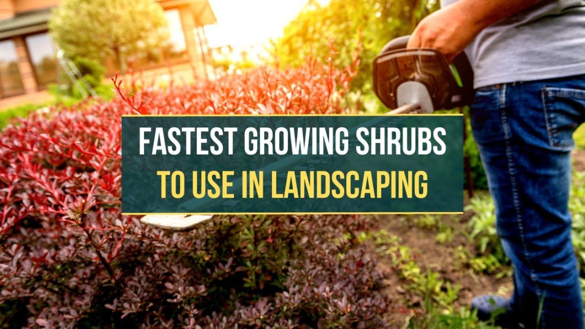 5 Fastest Growing Shrubs to Use In Landscaping ✅