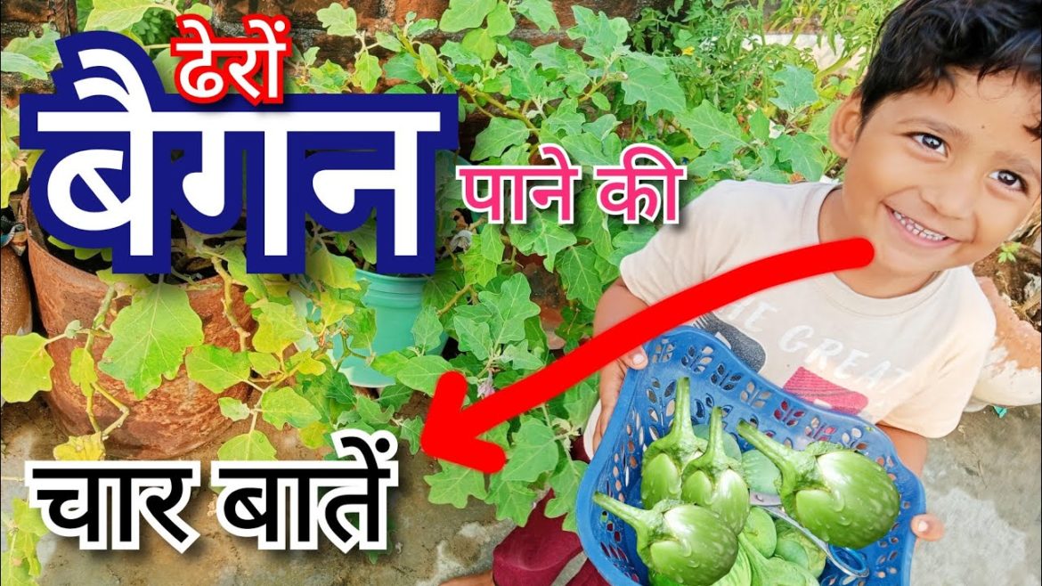 How to grow brinjal/बैगन उगाने की 4 जरूरी बाते/ Gardening Tips/@Terrace & Gardening/Harvesting How to grow brinjal/बैगन उगाने की 4 जरूरी बाते/ Gardening Tips/@Terrace & Gardening/Harvesting