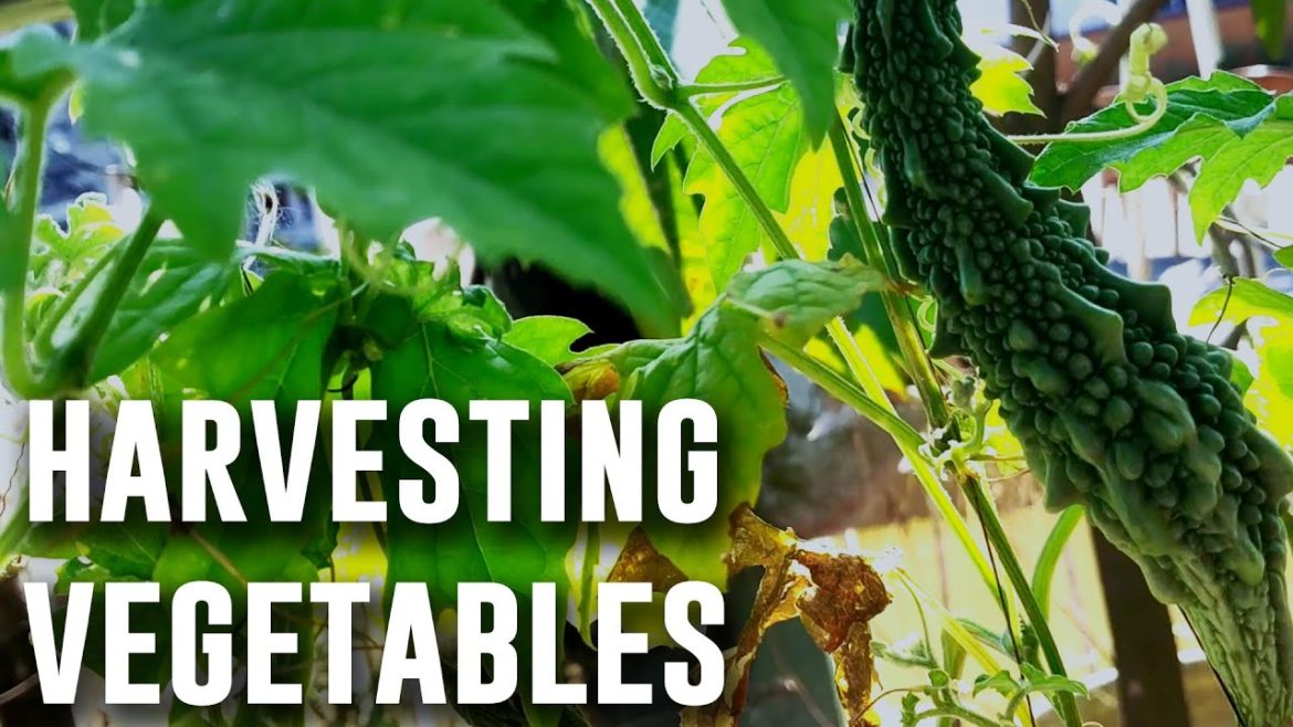 Harvesting of Organic Vegetables from My Rooftop Terrace Garden Video | Bhindi, Bitter Gourd Harvest