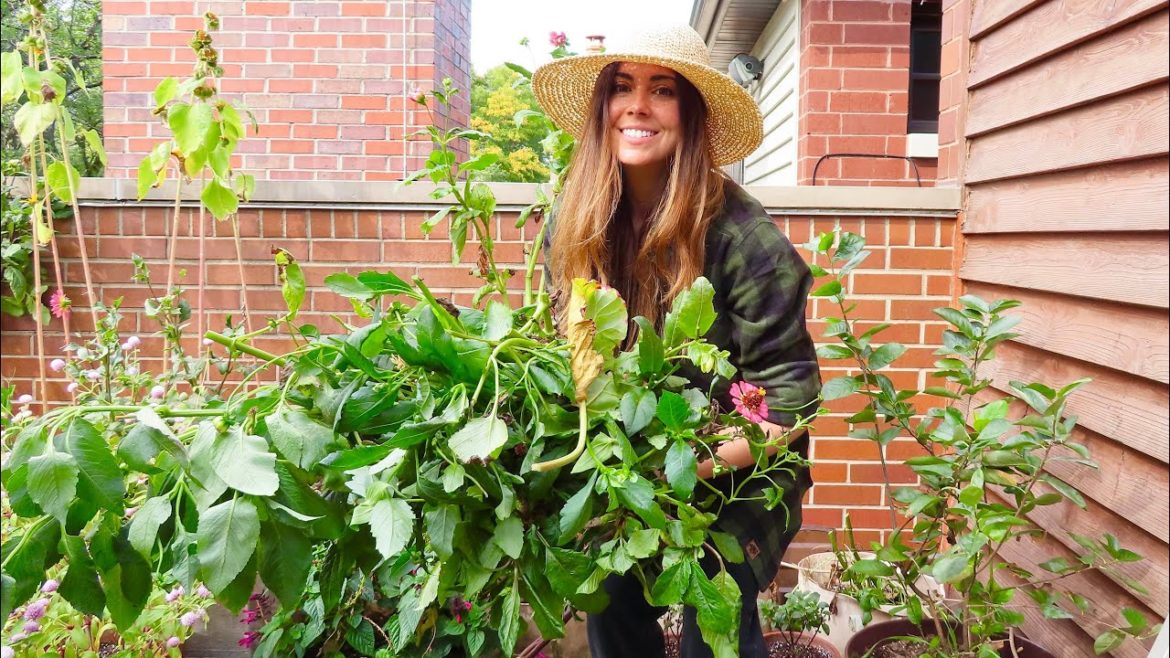 Pulling Dahlias & Morning Glory | Container Gardening