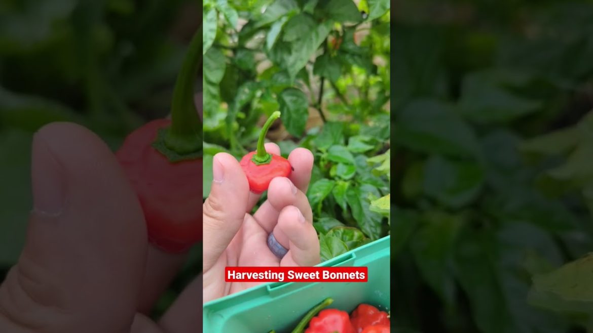 How to Harvest Sweet Bonnet Peppers: The Perfect Transition Season Gardening Tip!