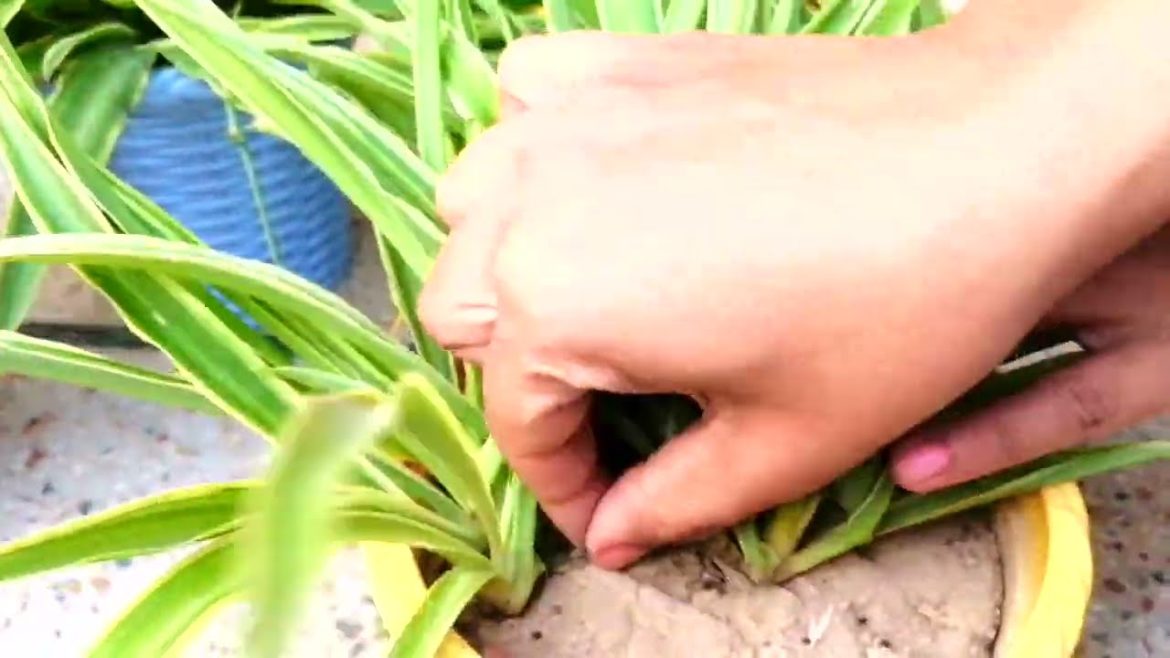Garden Activity !! Try this to clean Spider Plant #viral #trending #shorts #youtubeshorts Garden Activity !! Try this to clean Spider Plant #viral #trending #shorts #youtubeshorts