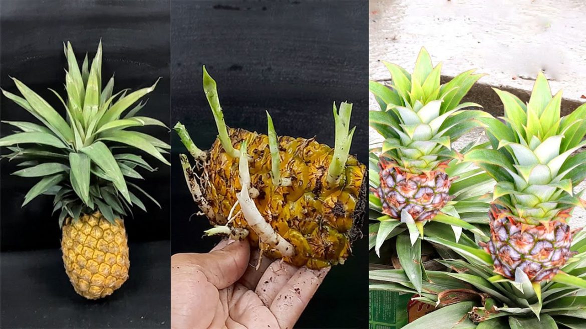 Unique Skill How to grow Pineapple tree from pineapple Fruit | How to make a Pineapple tree easily