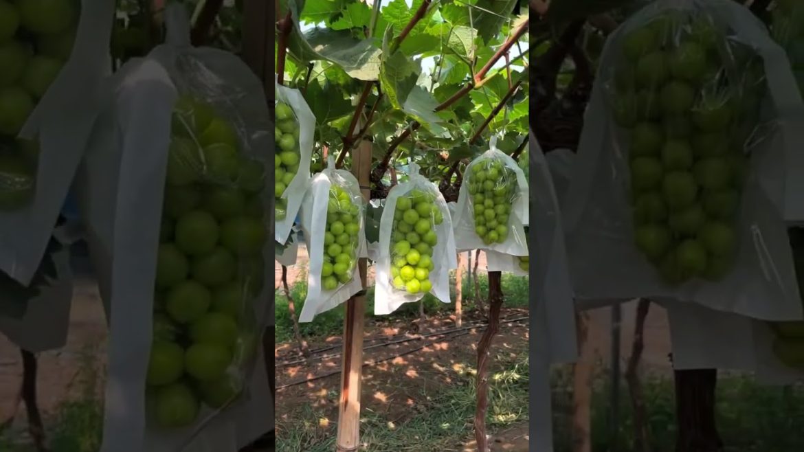 Amazing Sunrise Grapes farm #fruit #gardener