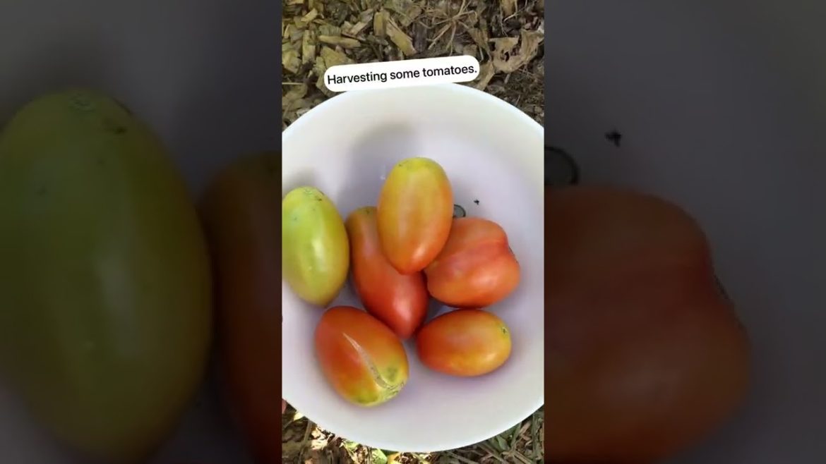 harvesting tomatoes. front yard garden 2022 #shorts