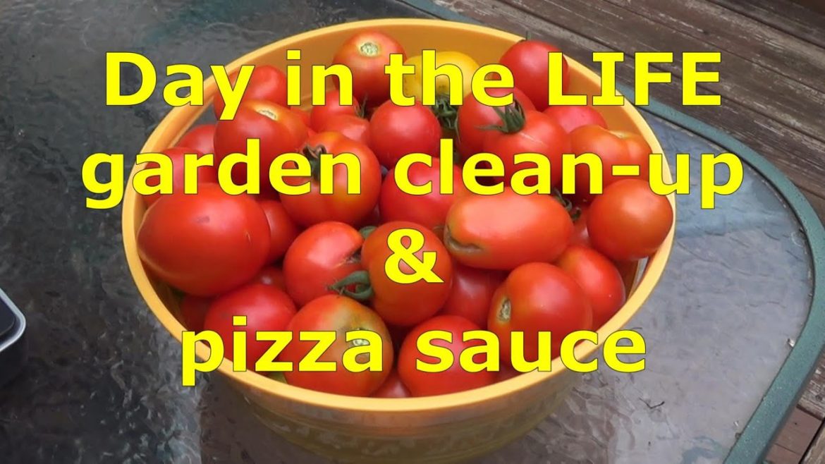 DAY in the LIFE of a backyard garden