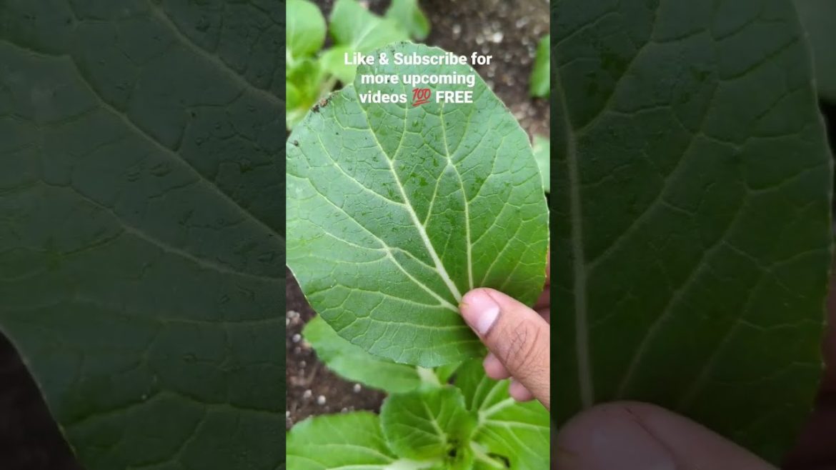 Bok choy | Quick look and harvest | Late fall garden | #garden Bok choy | Quick look and harvest | Late fall garden | #garden