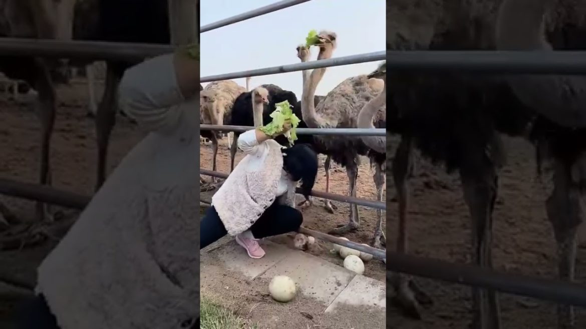 Tips for harvesting ostrich eggs #Oddlysatisfying #shorts #satisfying #funny #Agriculture #harvest Tips for harvesting ostrich eggs #Oddlysatisfying #shorts #satisfying #funny #Agriculture #harvest
