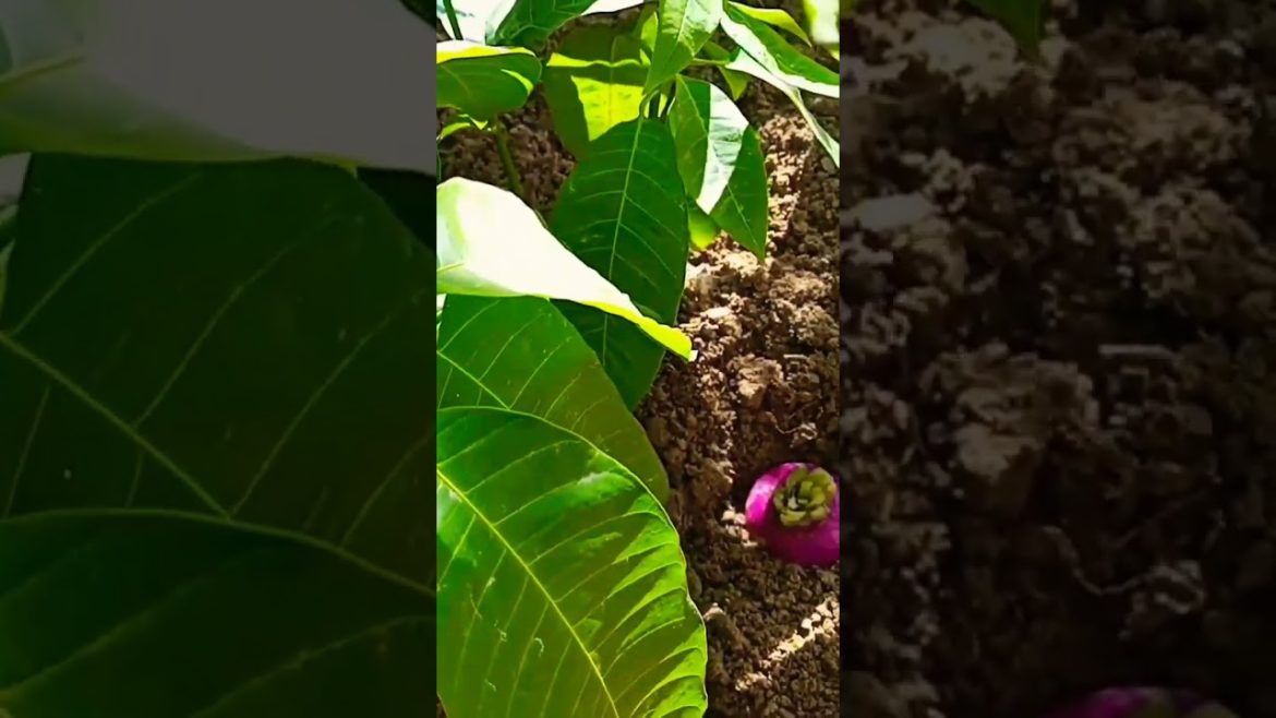 how to grow turnips,🌱🌼🌱#growing turnips,regrow turnip,turnip,winter root.