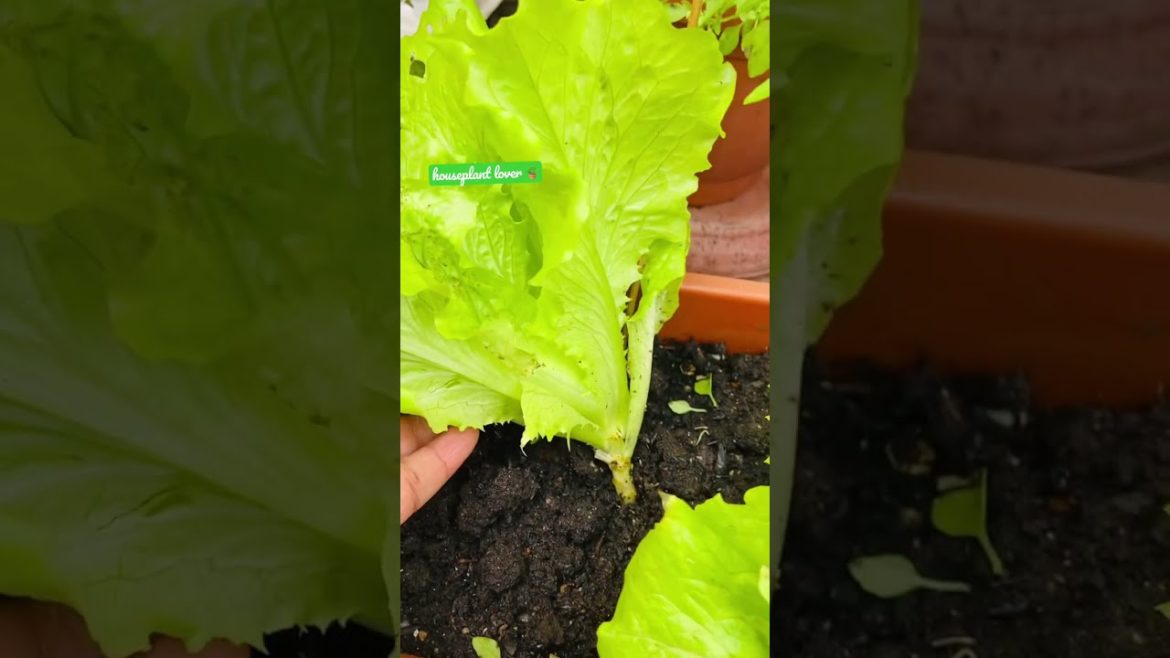 Lettuce Plant Vegetable Garden #satisfying #shorts #vegetables #harvesting #lettuce
