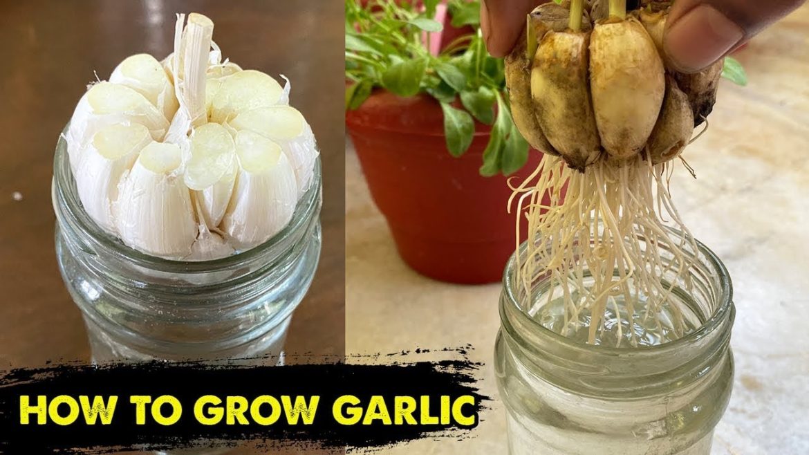 How To make Natural and free pesticide for any plants | Garlic and neem pesticide | Gardening​ Tips