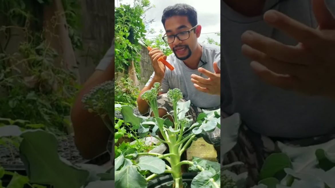 Tips for Harvesting Broccoli #shorts #gardening #gardeningtips #broccoli