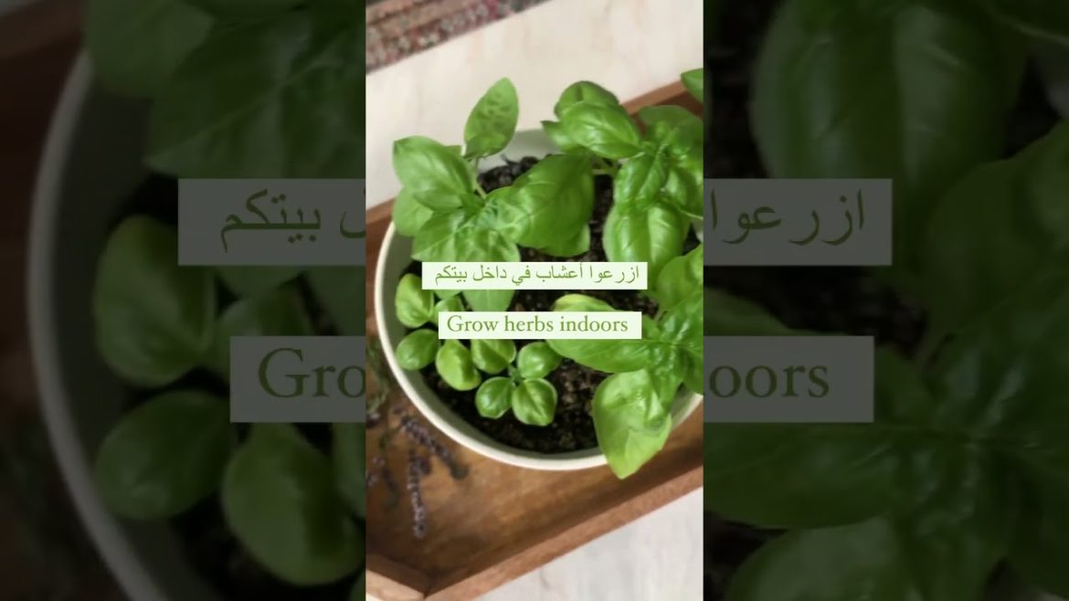 Not having a garden or balcony doesn’t mean you can’t grow anything 🌿 #herbs #growfoodathome #basil