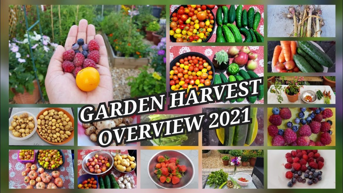 A look back at my small yet bountiful Backyard Garden harvest 2021~ Garden harvest overview 2021