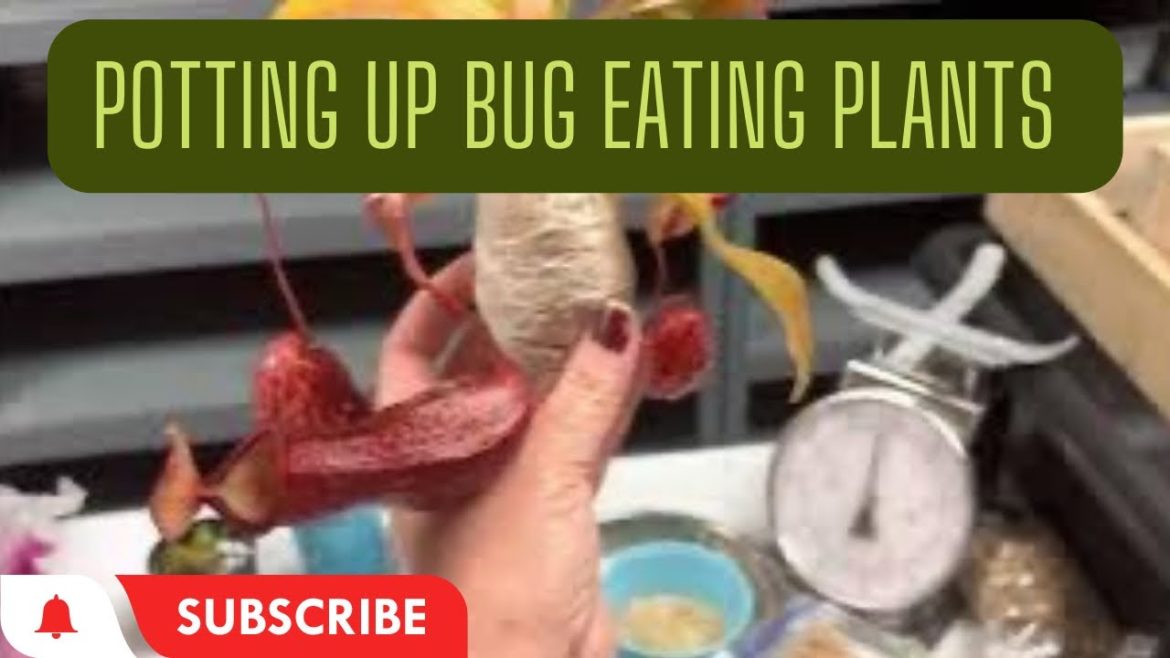 Let’s pot up some carnivorous plants #carnivorous #pitcherplants #venusflytrap