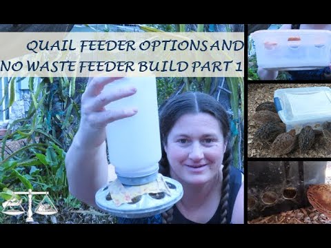 Quail Feeder Options and No Waste Feeder Build Part 1 Quail Feeder Options and No Waste Feeder Build Part 1