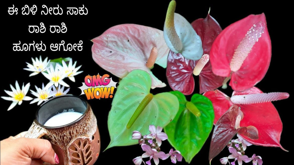 ರಾಶಿ ರಾಶಿ ಹೂಗಳಾಗೋಕೆ ಈ ಬಿಳಿ ನೀರು ಹಾಕಿ ಸಾಕು/#Liquid fertilizer/#Garden tips/#Home made fertiizer