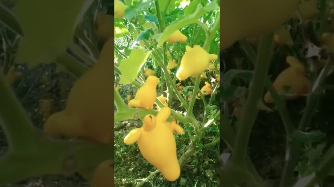 Fruit Solanum Mammosum #gardener #fruit #fyp #Agriculture #funny #harvest#Satisfying#relaxing#shorts