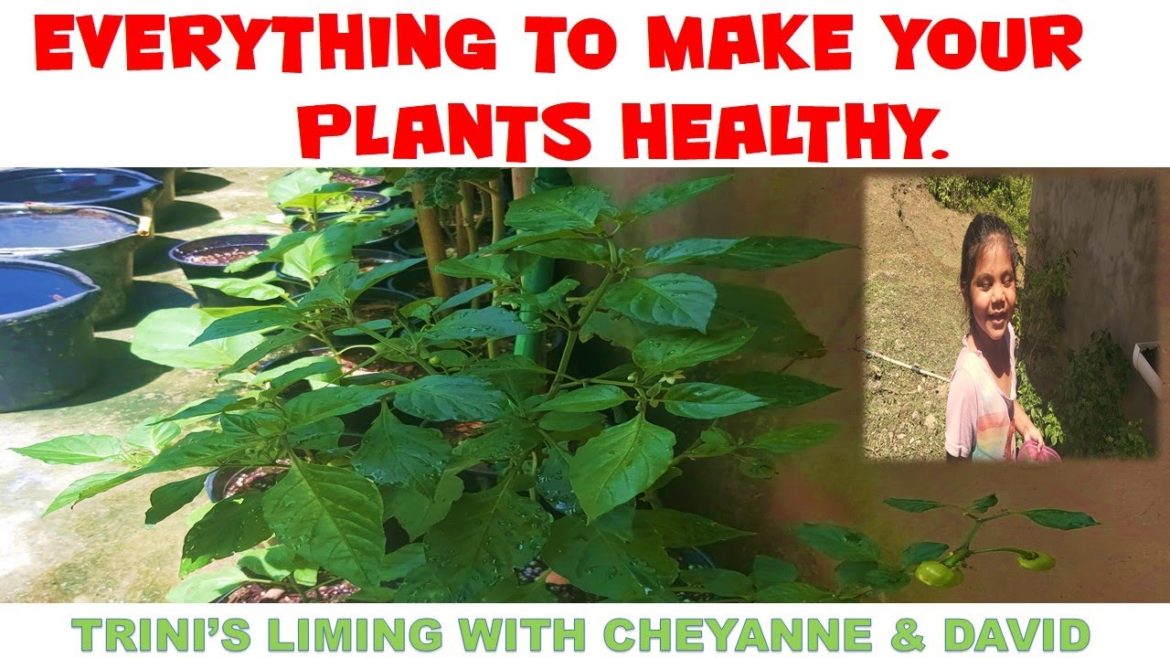 HOW TO HAVE HEALTHY PLANTS ALL THE TIME.