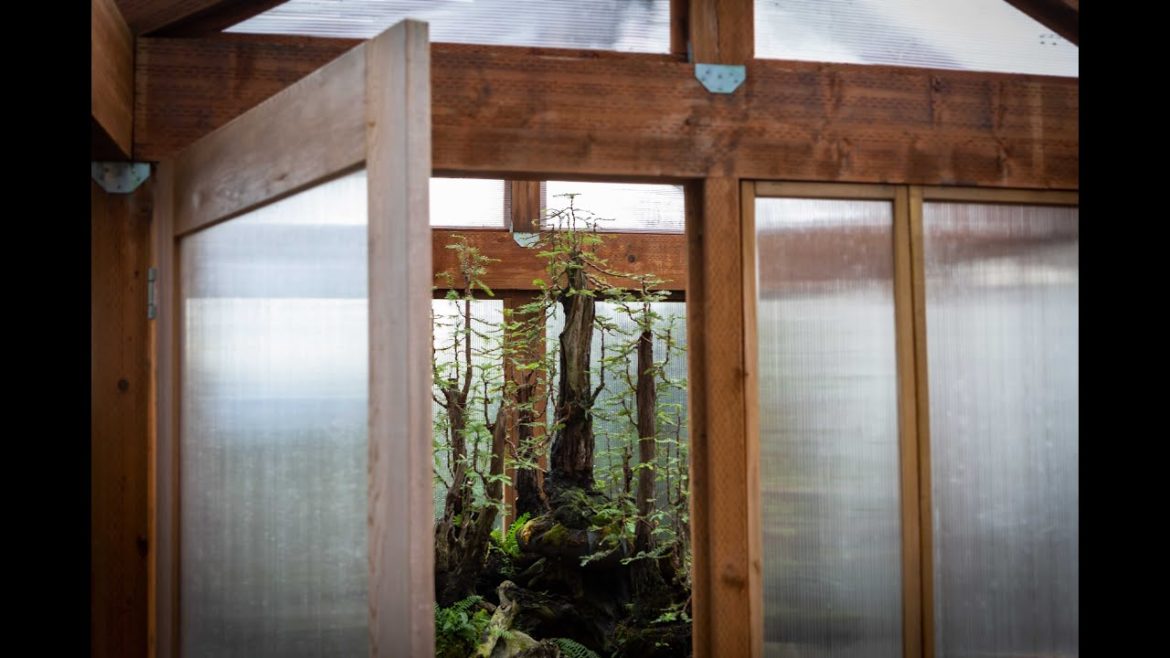 Bonsai Forests of Mirai Bonsai Forests of Mirai