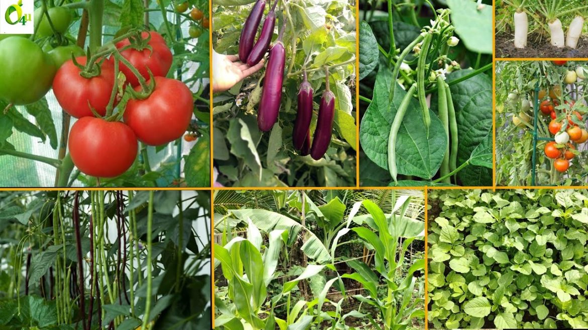 Grow Your Own Vegetables  Garden/Vegetable Gardening Ideas For Home/Home Garden/GARDEN4U