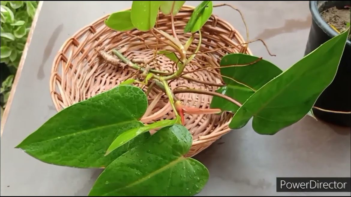 Blushing Philodendron Decorate indoors by growing in water