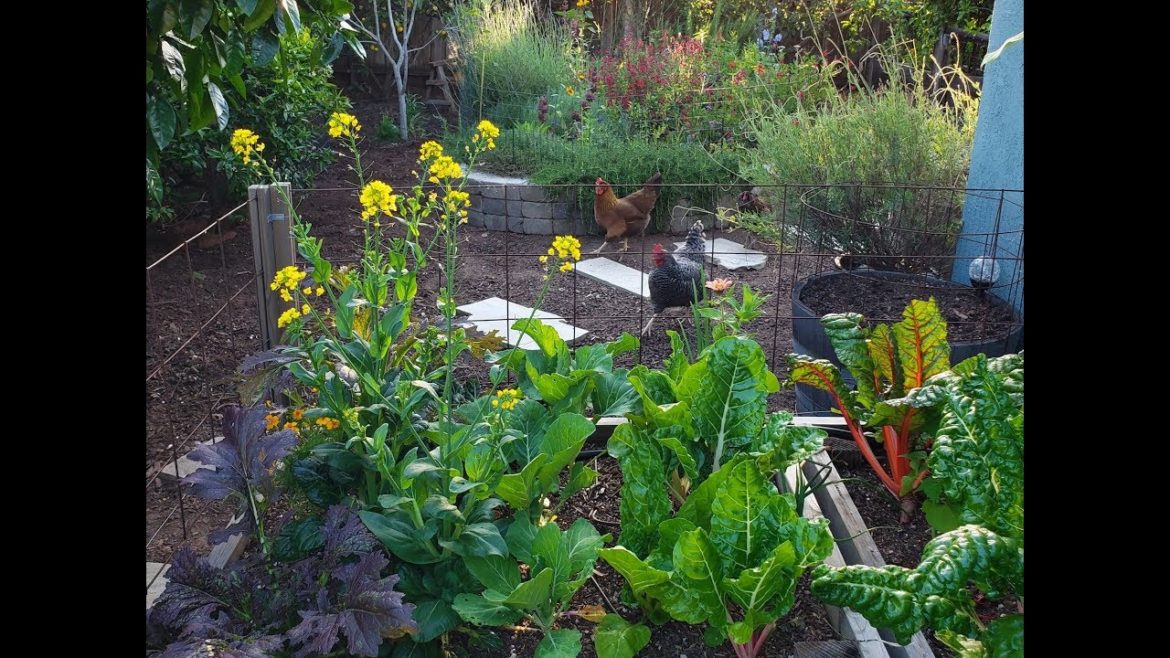 Spring Tour ~ Backyard Garden Edition