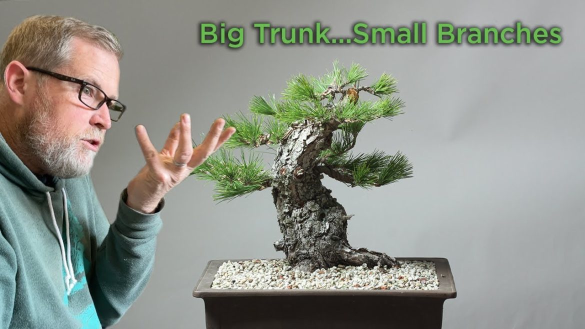 Bonsaify | Fall Work on a Field Grown Japanese Black Pine in Middle Development: Pruning and Wiring