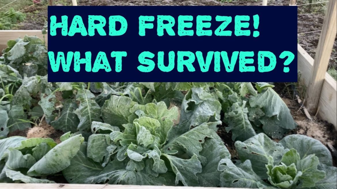 First Hard Freeze! What happened?