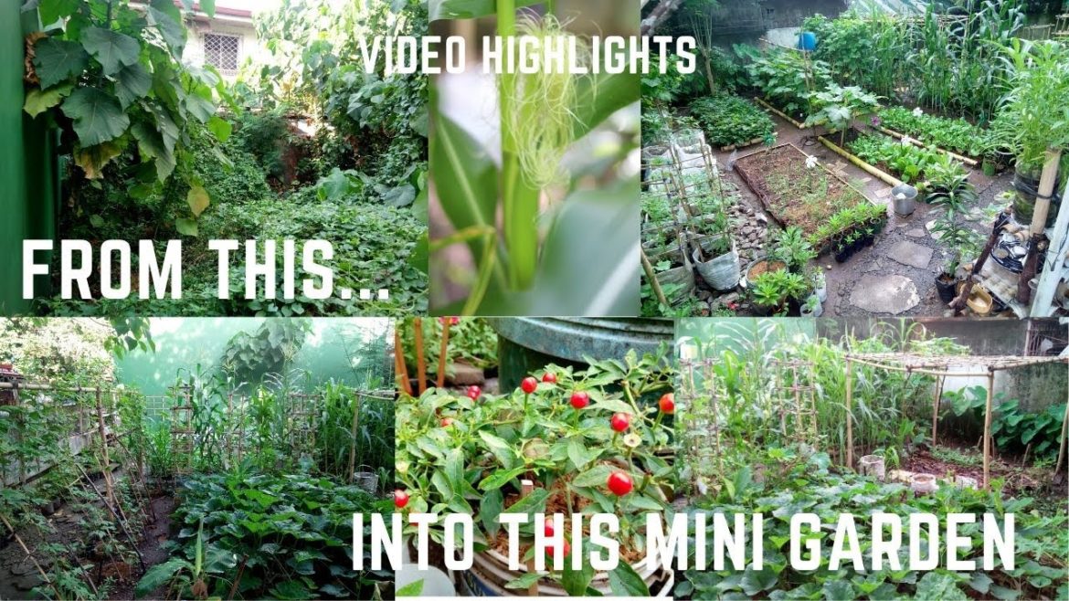 Our Backyard Garden - How to turn 120 Square Meter Vacant Lot w/ 50 Types of Plants Mini Garden