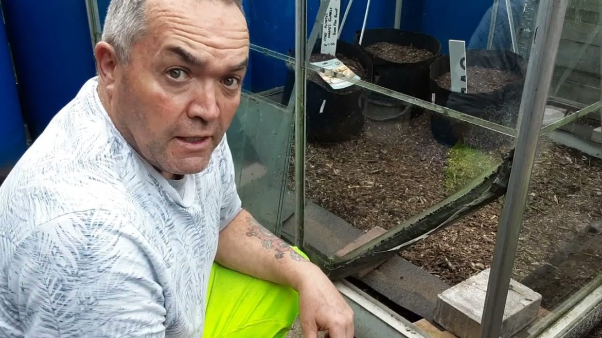 How Do I Fit Greenhouse Glass Clips 🌻Greenhouse Maintenance 🌻Allotment Gardening Jobs In 30 Minutes