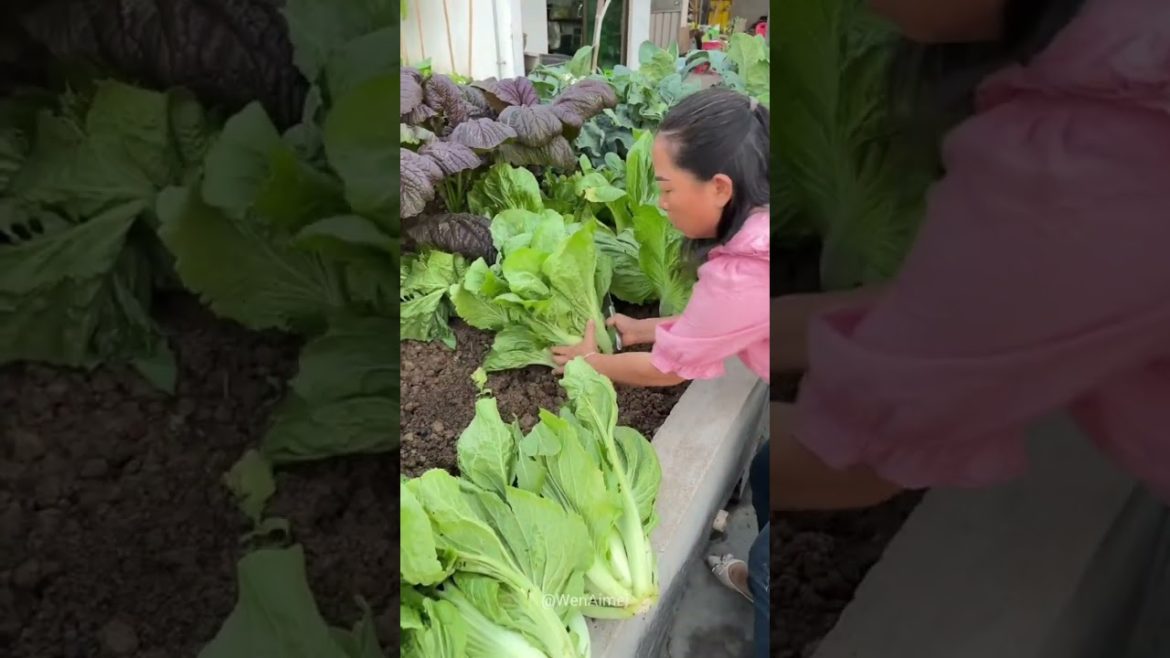 Beautiful Nature with Rural Life #shorts #naturalife #rurallife