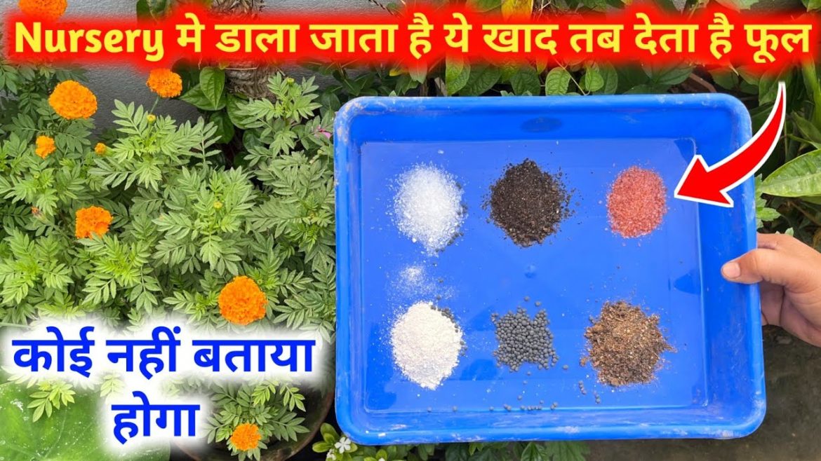 अगर आपका पौधे मे फूल ना आरहे हो ठंड मे तो इन खाद को मिला कर पौधे मे देने से पौधा फूलो से लद जाएगा अगर आपका पौधे मे फूल ना आरहे हो ठंड मे तो इन खाद को मिला कर पौधे मे देने से पौधा फूलो से लद जाएगा