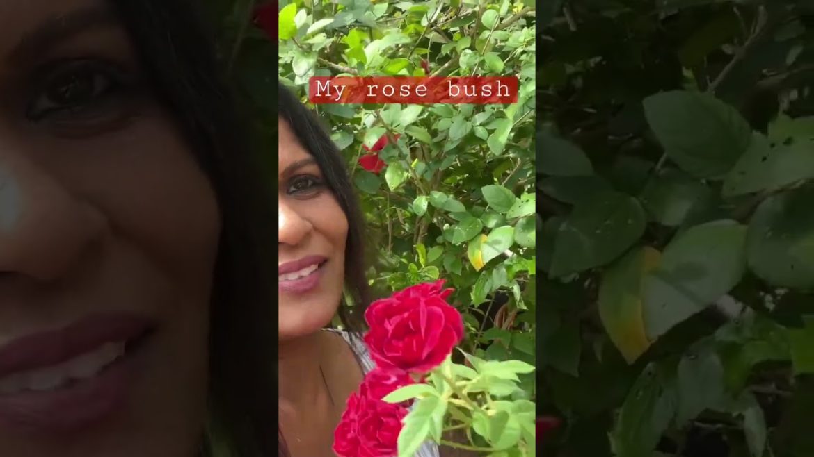 Rose 🌹 Care Tips #shorts #gardening #rose