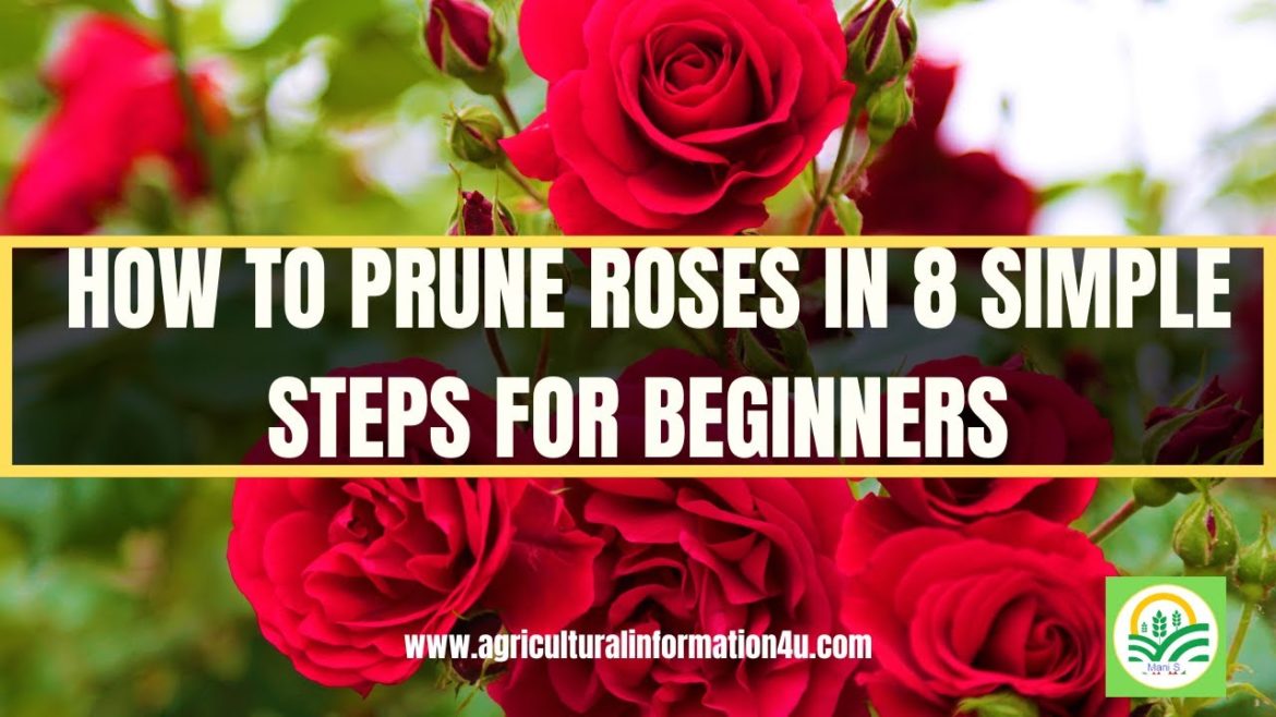 Rose Pruning: How to Prune Roses in 8 Simple Steps for Beginners? | Rose Gardening | Gardening tips