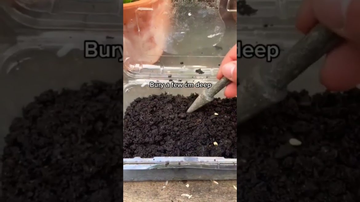 mini green house #shorts #houseplants# gardening