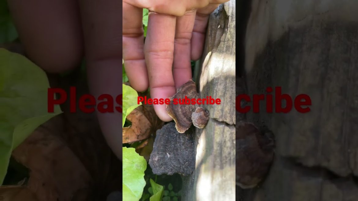 Backyard vegetables garden | moeu garden skill