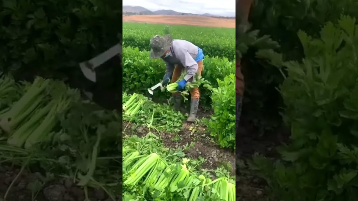Celery vegetable harvest #harvest #agriculture
