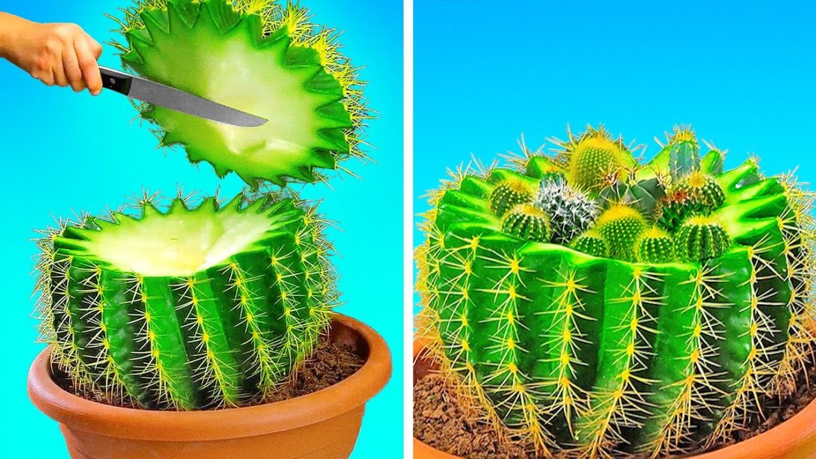 Easy Cactus Care, Indoor Plants, Gardening Tips For Beginners Easy Cactus Care, Indoor Plants, Gardening Tips For Beginners
