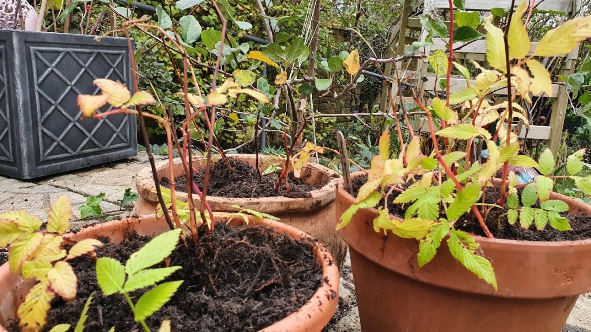 Splitting my Sweet Balloon Berry Plants (Rubus Illecebrosus)