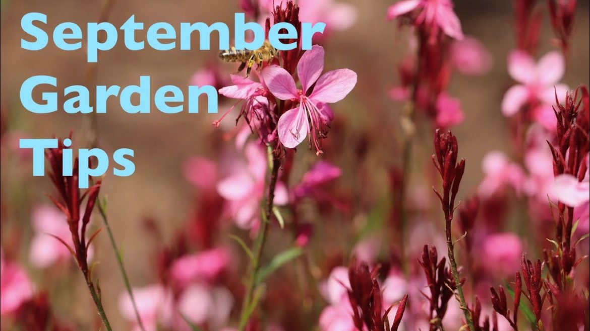 September Garden Tips