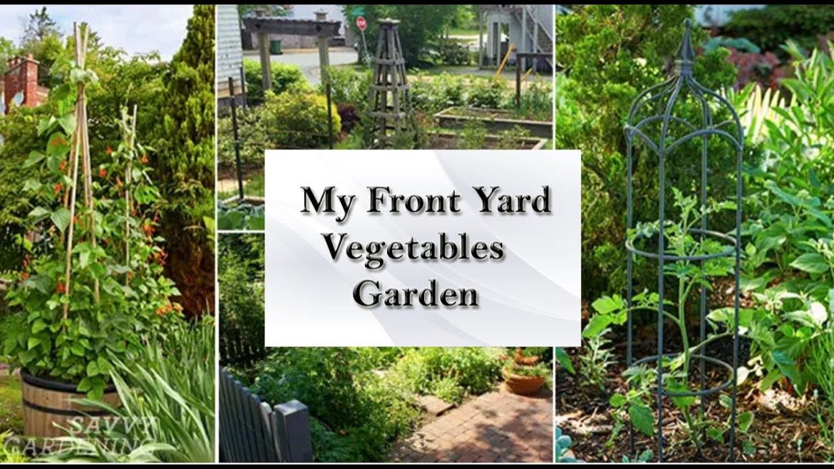My Front Yard Vegetable Garden | Growing Lemons at home | No need for land, fast to harvest My Front Yard Vegetable Garden | Growing Lemons at home | No need for land, fast to harvest