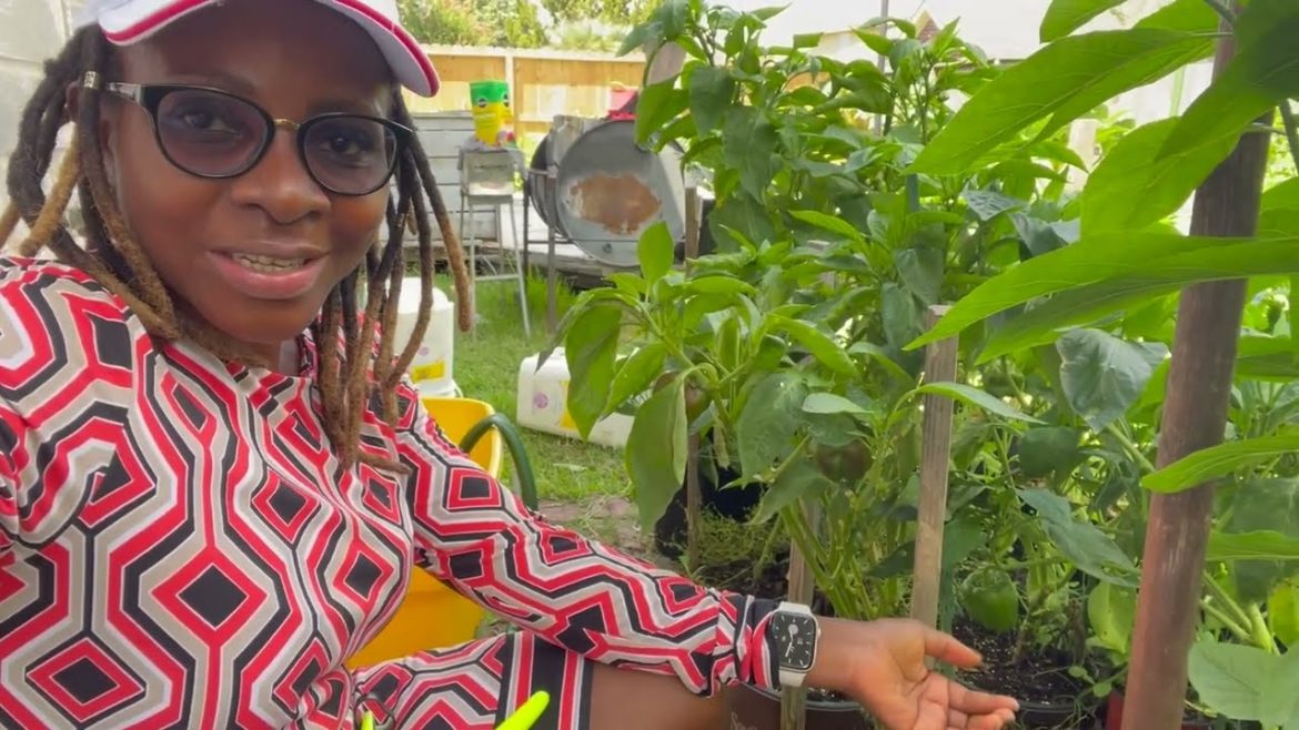 Growing Peppers in a SUNKEN Container Garden | Garden Idea for Small Spaces